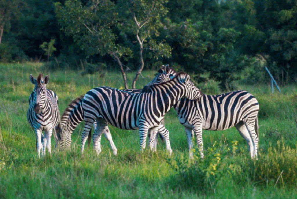 SHAI HILLS & AKOSOMBO